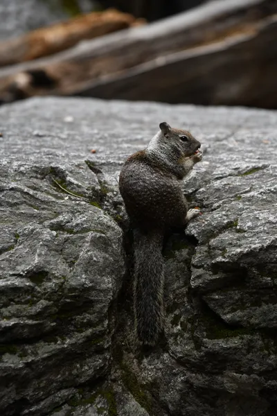 DSC_4680 (Large).JPG